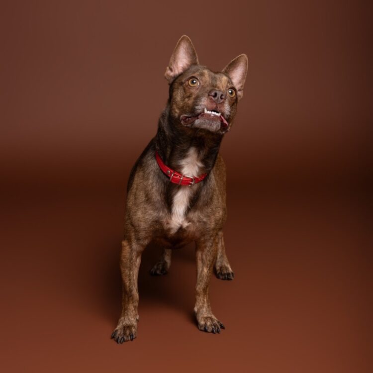 Frito