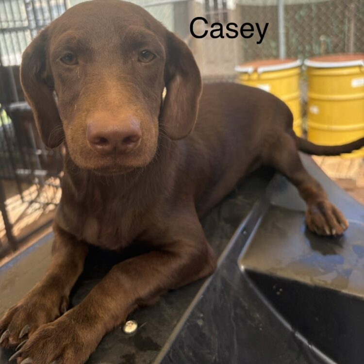 Casey