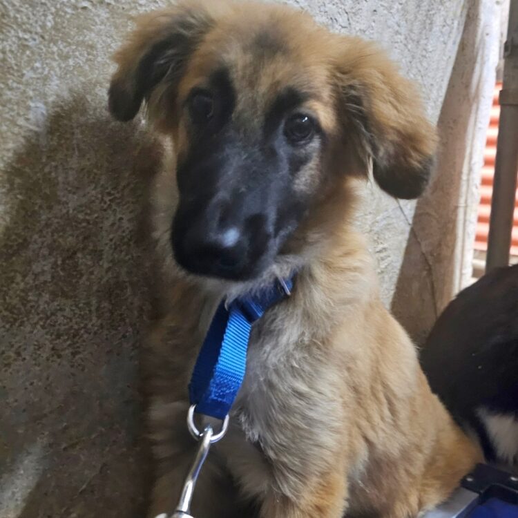 Mixed Breed