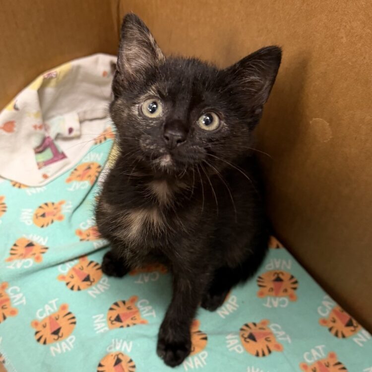 Austin Pets Alive! | Kissy Boo Boo 13