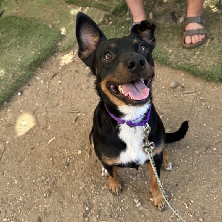 Koda