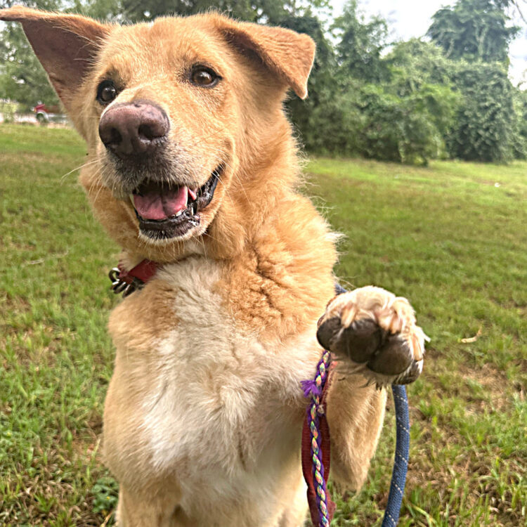 Austin Pets Alive! | Anton