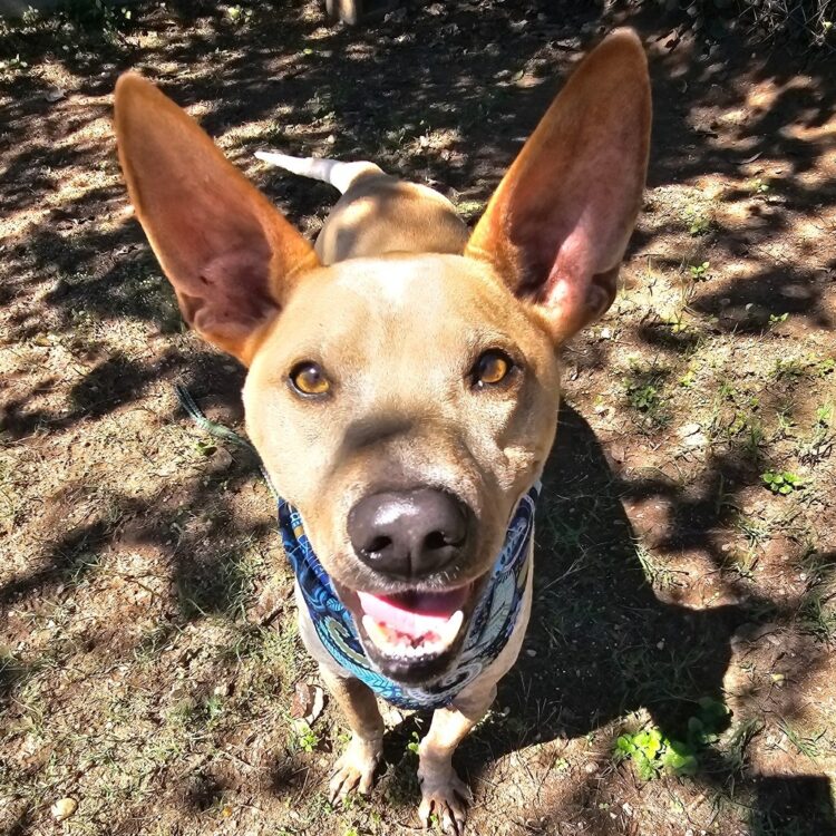 Cattle Dog