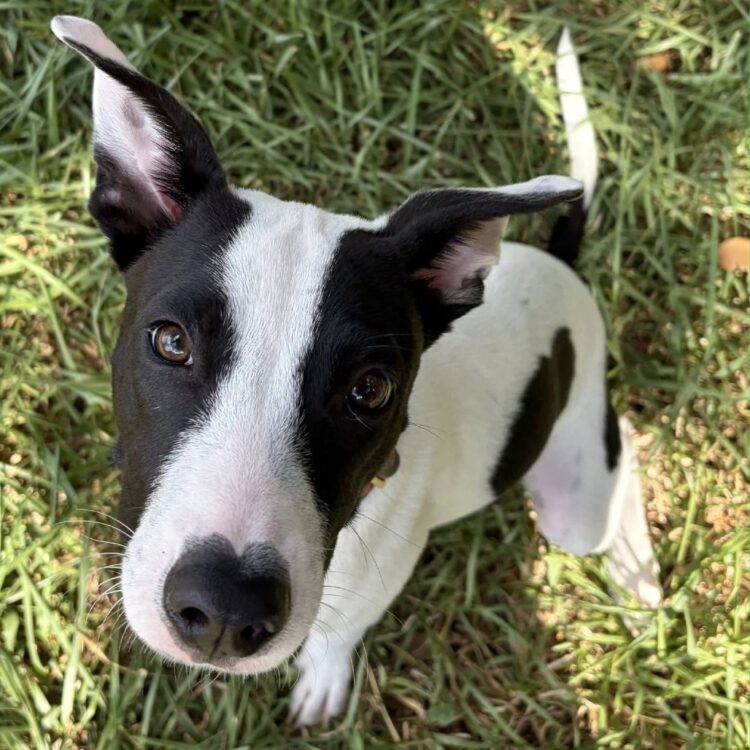 Little Miss Sweet
