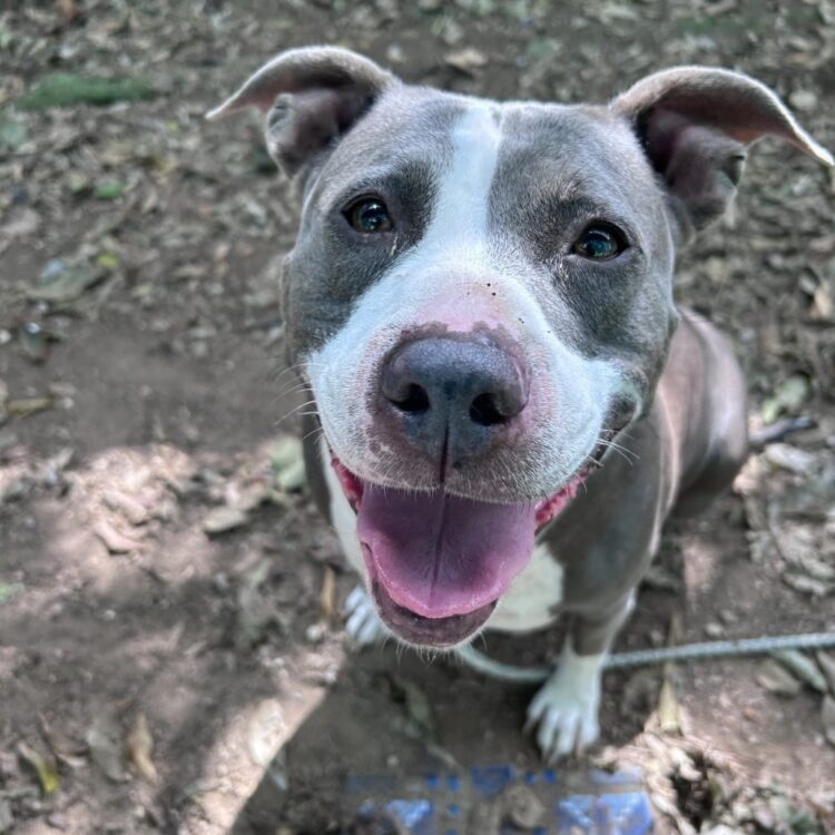 Pit Bull