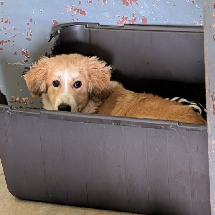 Retriever