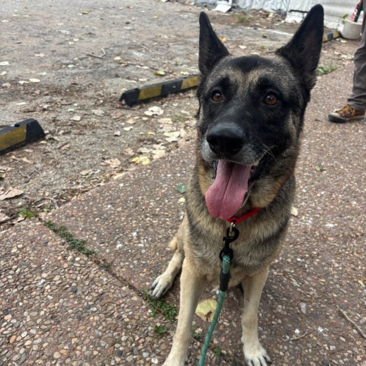 German Shepherd