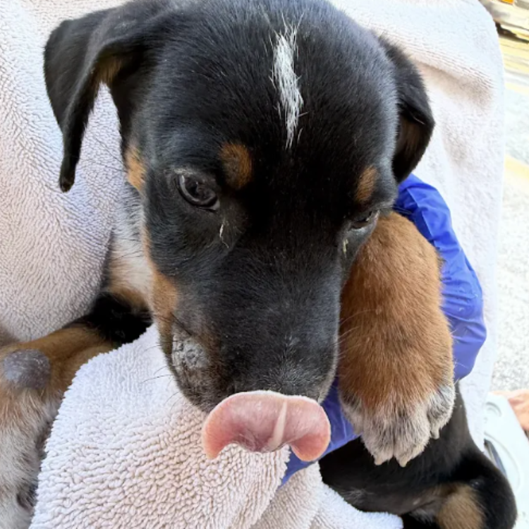 Labrador Retriever