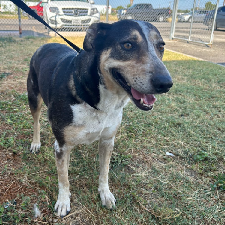 Cattle Dog