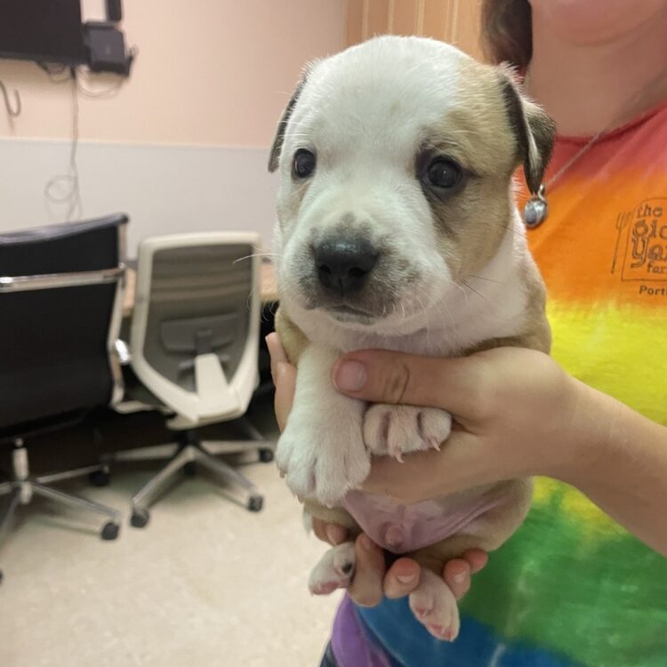 Cattle Dog