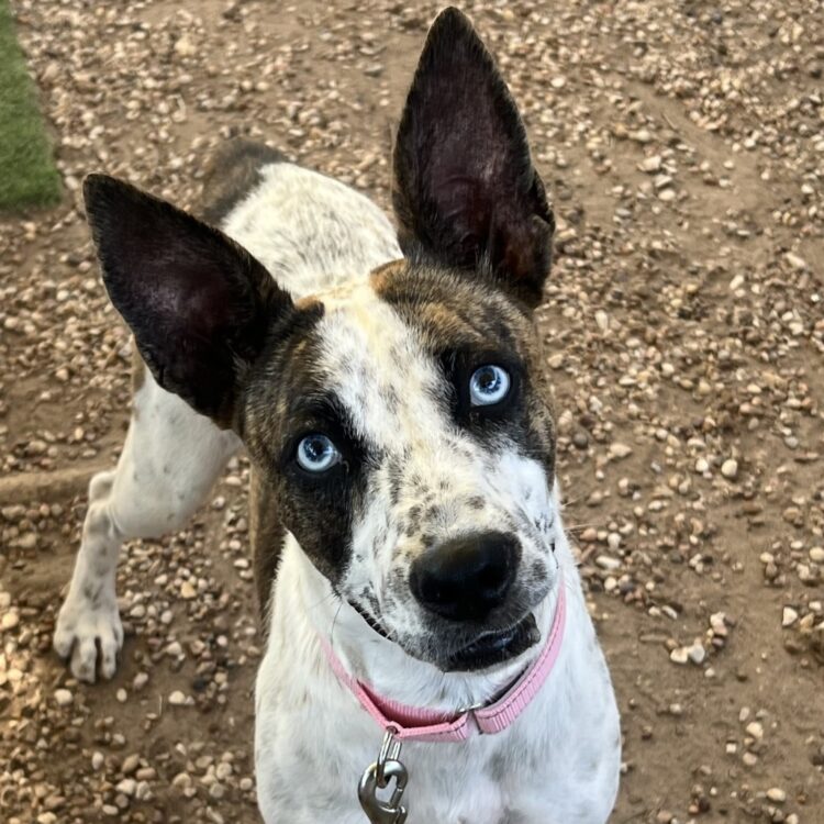 Polka Dot