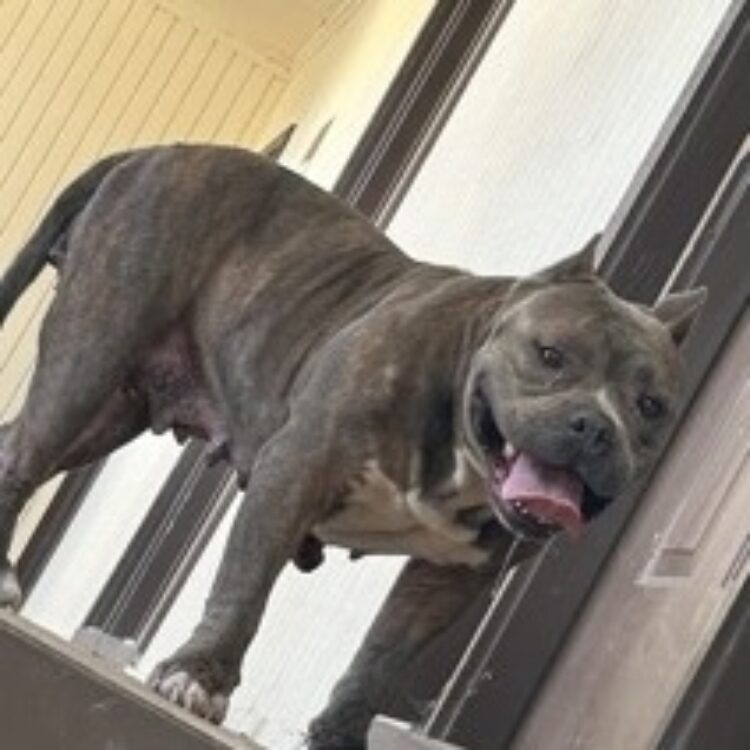 Pit Bull