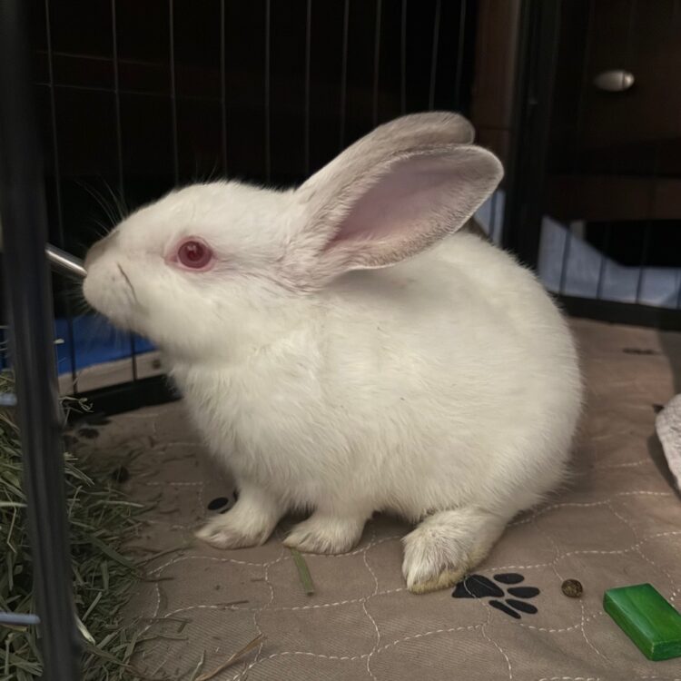 Daf8dd71a10c317bcc2cb042f7296341