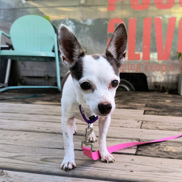 Chihuahua