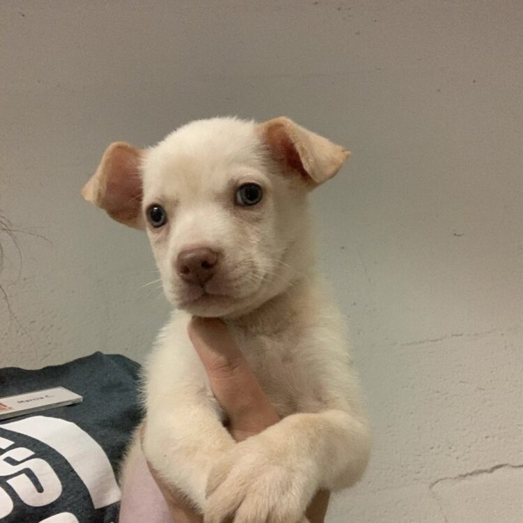 Terrier