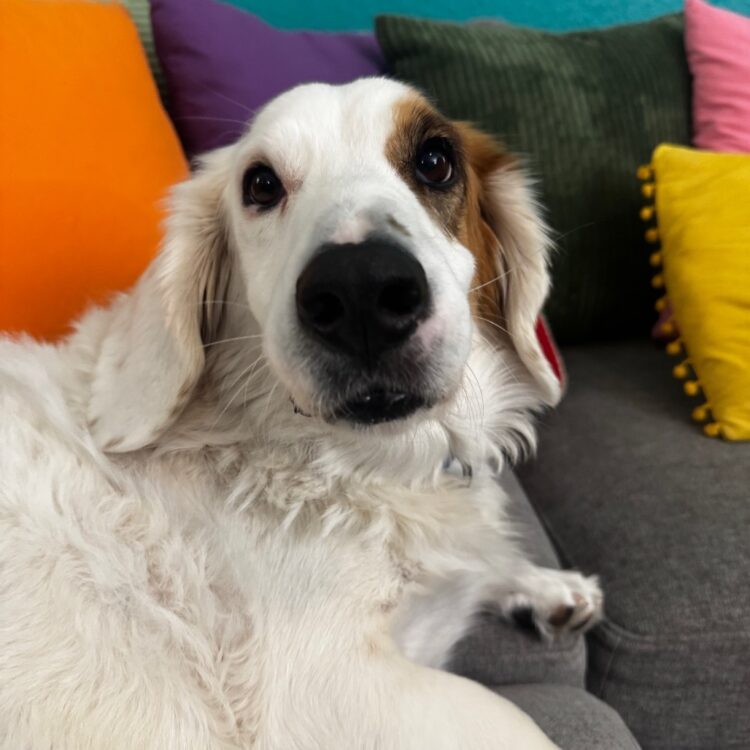 Hound