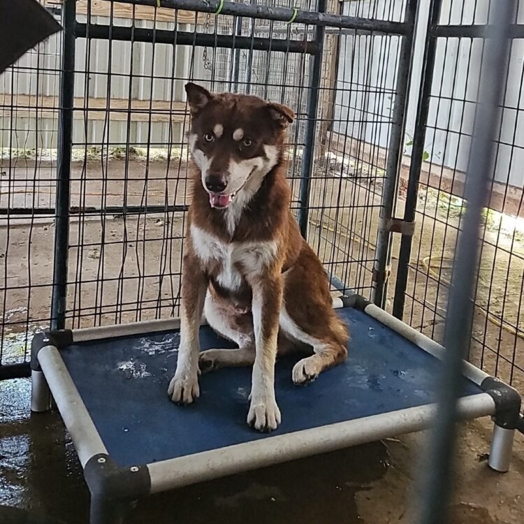 Siberian Husky