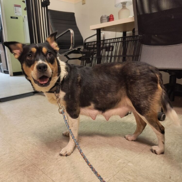 Cardigan Welsh Cattle Dog