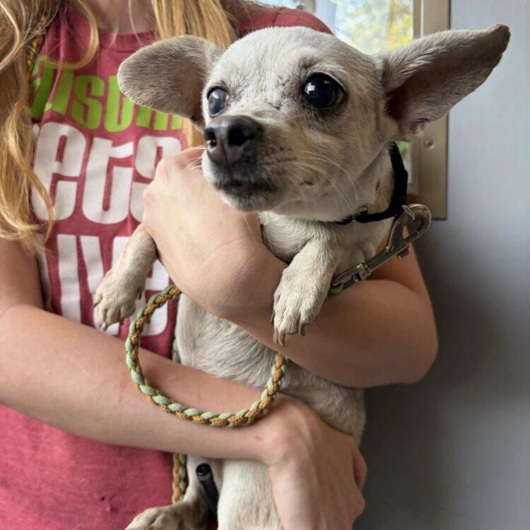 Chihuahua