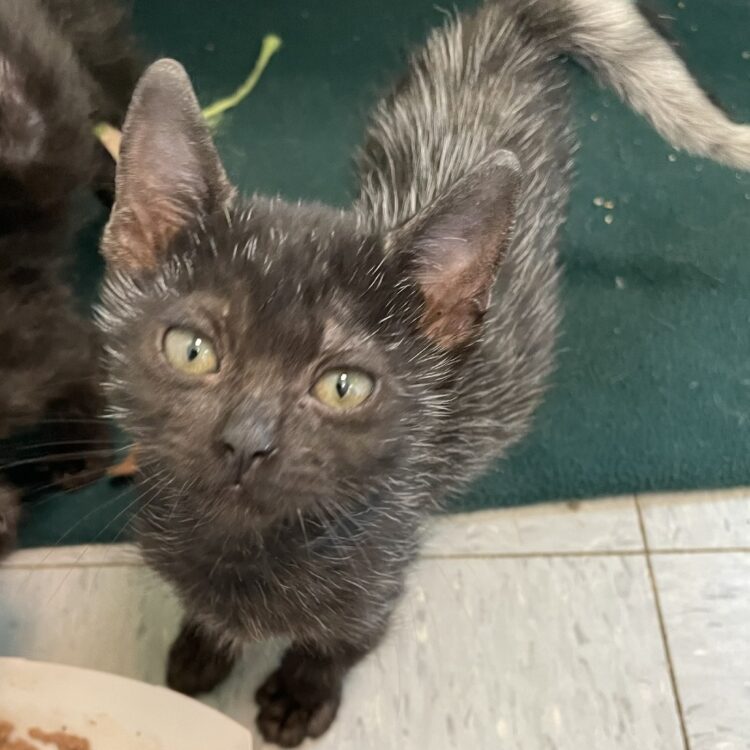 Austin Pets Alive! | Shadow