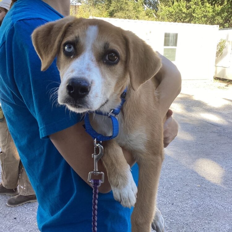 Mixed Breed