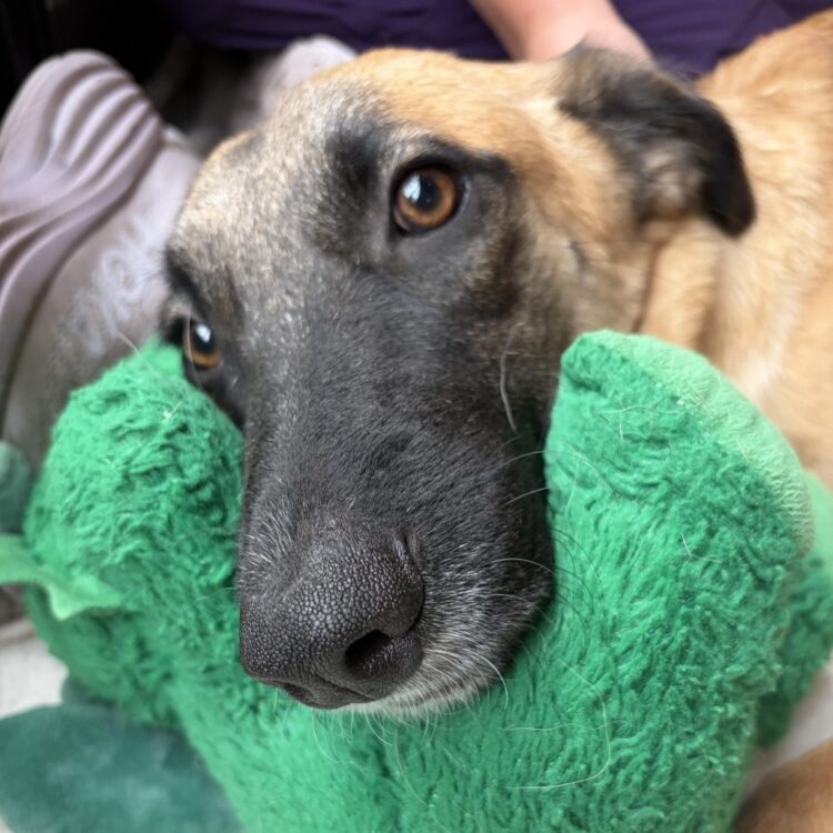 Black Mouth Cur