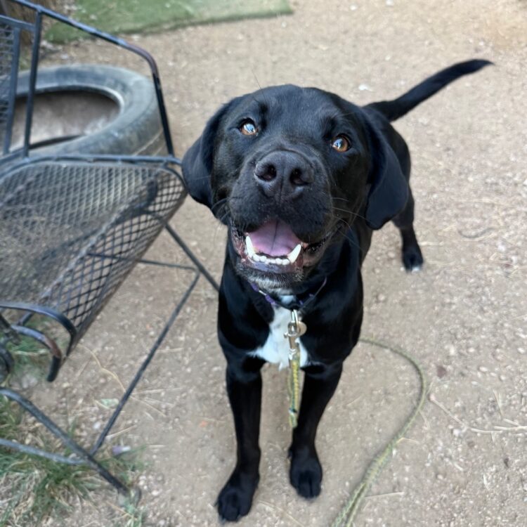 Labrador Retriever