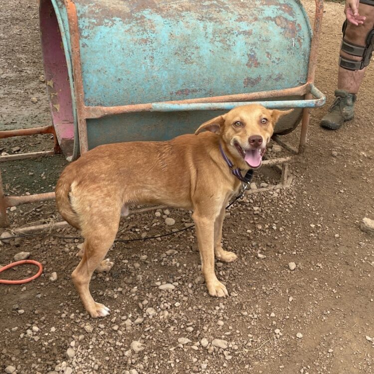 Terrier