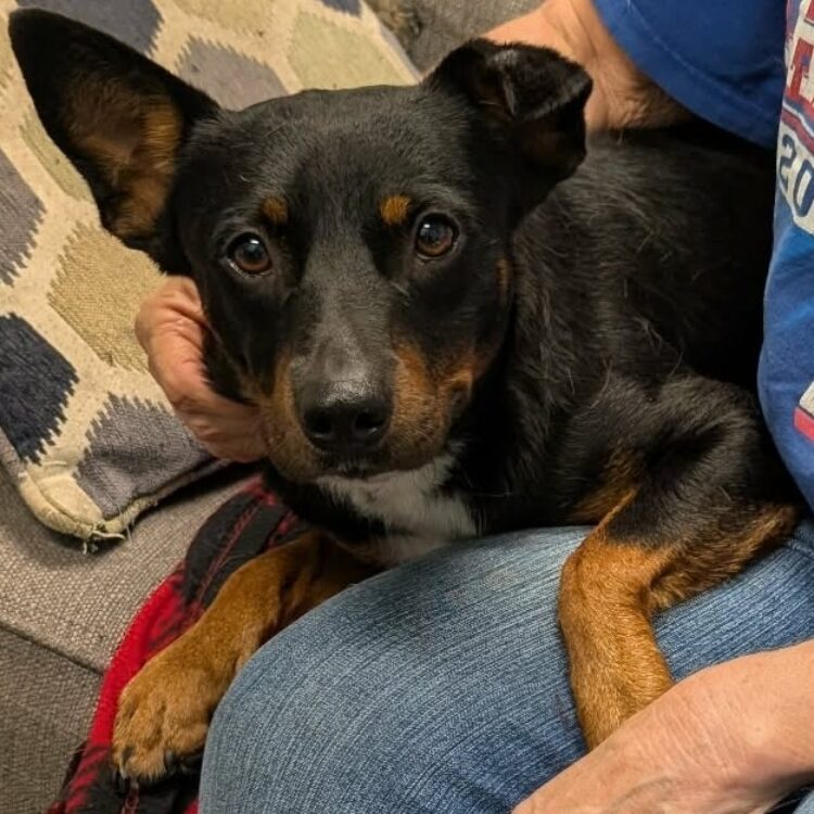 Koda