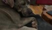 6f1de87bca0ccab28c4033d70160af13