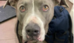 A620653ab4dae253001901e4154696d6