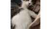 Ddad8f9a479d36ce572c812a01c6771f