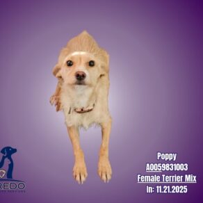 020ce4e8186e3d432833364ed7597bc4