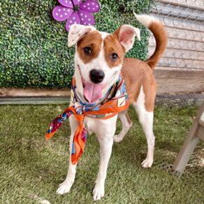 02492bed76cddcbf9ec3ff0858cf354b