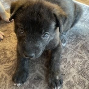 03aa635cfe88f08cfc08e1eddcb6496e