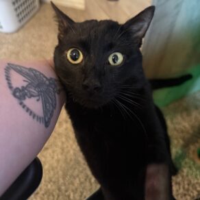 069c927c47efdfa2b217f413d4740ff2