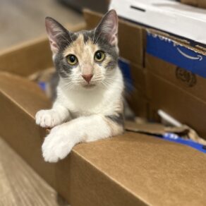 07767ce6f0a27ab5184bd4ffc2cdeac9