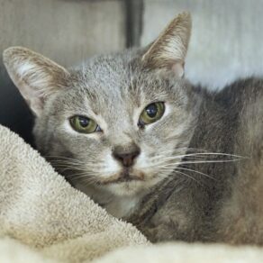 0850a08aecb40f359cb911c7fc0030c4