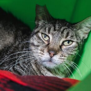 090b9af45c9d147b038009fed801442d