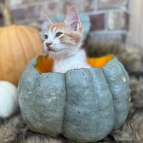 0b6cc04c2bd4c97e58bc25a039a132bf