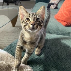 0dea4ffebe3f477d27444b76e7bff1a9