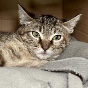 0fb99cfe38748415ea49127b0c0276ed