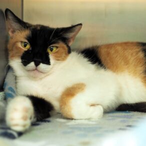 10abf30cc7d13b57c79df045ab88e15b