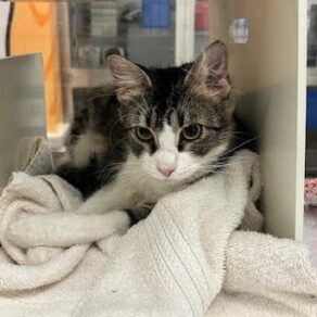 136c2142a1374fc3c9828e6eb9f63b5b