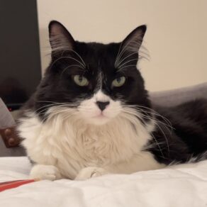 16a86ae4e1e2fdc4619dc41ed7df9ab0