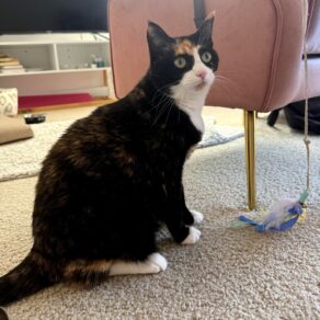 16c3960f27a8a4ff5893e8e9d0763593