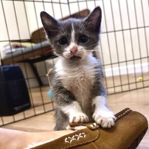 17815e201d9cfb9ff2ac28b1561183e1