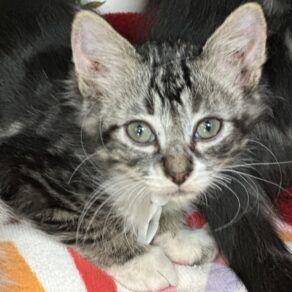 182774ce70c64c93e696436391409769