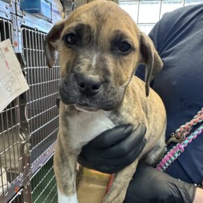 18aa2f70ccdd5bc9cc2b82d520d444cc