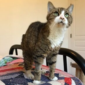 18e56ad5bee2fc40c75d50fb4ec9b4a3